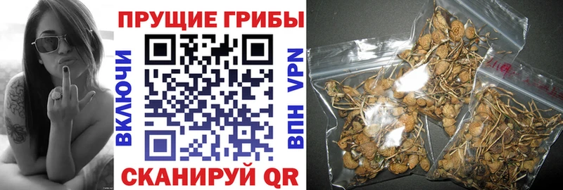 Купить где  Новая Усмань  Псилоцибиновые грибы Magic Shrooms 